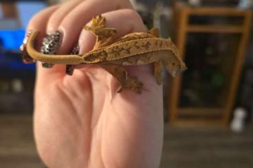 Geckos kaufen und verkaufen Photo: Kronengecko Jungtiere ENZ Geckos kaufen und verkaufen Photo: Kronengecko Jungtiere ENZ