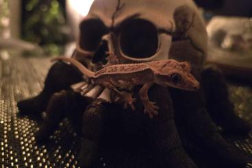 Geckos kaufen und verkaufen Foto: Kronengecko Jungtiere ENZ Geckos kaufen und verkaufen Foto: Kronengecko Jungtiere ENZ