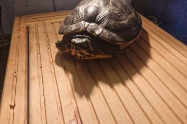 Turtles and Tortoises kaufen und verkaufen Photo: Gelbwangenschildkröte weiblich 17 Jahre 