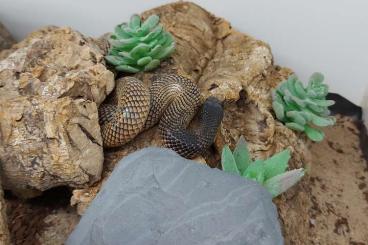 Snakes kaufen und verkaufen Photo: 1.1 Aspidelaps lubricus cowelsi
