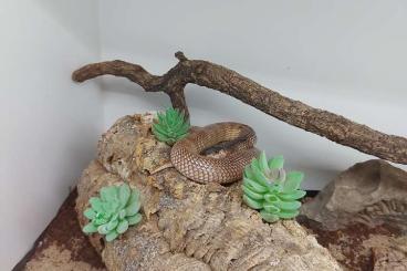 Snakes kaufen und verkaufen Photo: 1.1 Aspidelaps lubricus cowelsi