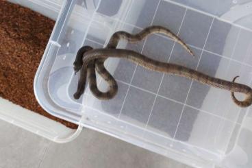 Schlangen kaufen und verkaufen Foto: 1.1 Aspidelaps lubricus cowelsi