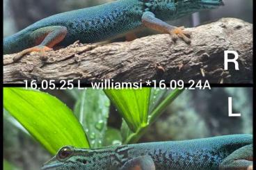 Geckos kaufen und verkaufen Photo: Lygodactylus williamsi - Himmelblauer Zwergtaggecko