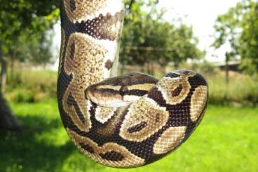 Ball Pythons kaufen und verkaufen Photo: Königspython Weiblich incl. Terrarium