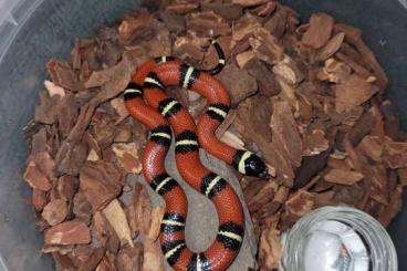 Colubrids kaufen und verkaufen Photo: Rote Königsnatter |  Lampropeltis triangulum sinaloae 2xNZ23 abzugeben