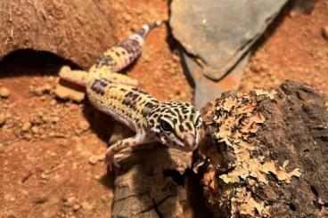 Geckos kaufen und verkaufen Foto: Leopardgecko ca. 16 Monate alt