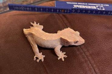 Geckos kaufen und verkaufen Foto: Kronosis abzugeben
