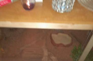 Bearded dragons kaufen und verkaufen Photo: 2 bartagamen samt Terrarium Bearded dragons kaufen und verkaufen Photo: 2 bartagamen samt Terrarium