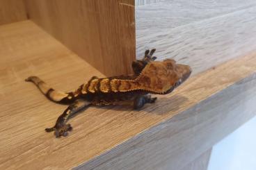 Geckos kaufen und verkaufen Photo: Kronengeckos Nachzucht von 2022