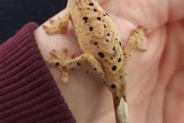 Geckos kaufen und verkaufen Photo: Kronengecko nz 24 Dalmatiner Verpaarung 