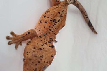 Geckos kaufen und verkaufen Photo: Kronengecko nz 24 Dalmatiner Verpaarung 
