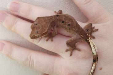 Geckos kaufen und verkaufen Photo: Kronengecko nz 24 Dalmatiner Verpaarung Geckos kaufen und verkaufen Photo: Kronengecko nz 24 Dalmatiner Verpaarung