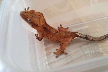 Geckos kaufen und verkaufen Photo: Kronengecko nz 24 Dalmatiner Verpaarung Geckos kaufen und verkaufen Photo: Kronengecko nz 24 Dalmatiner Verpaarung