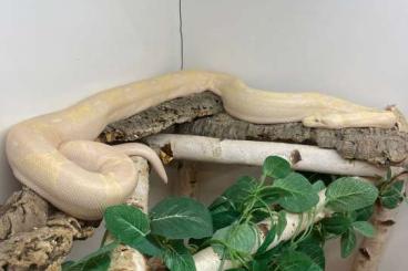 Boas kaufen und verkaufen Photo: Albino Boa Sunglow (Kahl)