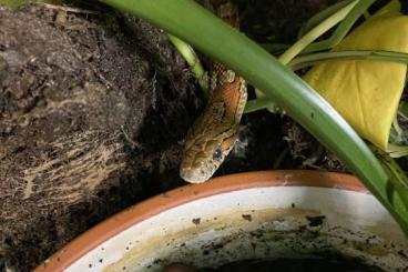 Nattern ungiftige  kaufen und verkaufen Foto: Biete Kornnatter samt Terrarium