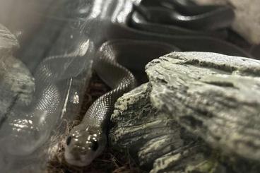 Colubrids kaufen und verkaufen Photo: Boaedon capensis Afrikanische Hausschlange 