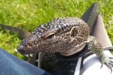 Warane kaufen und verkaufen Foto: Varanus indicus Captive Bred (400€)