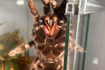 Vogelspinnen kaufen und verkaufen Foto: Lasiodora Parahybana 0.1 Adult 