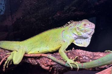 andere Echsen kaufen und verkaufen Photo: Tausche/Verkaufe 1.0 Iguana Iguana (Grüner Leguan) andere Echsen kaufen und verkaufen Photo: Tausche/Verkaufe 1.0 Iguana Iguana (Grüner Leguan)