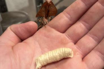 Insekten kaufen und verkaufen Foto: Deroplatys gorochovi Oothek Insekten kaufen und verkaufen Foto: Deroplatys gorochovi Oothek