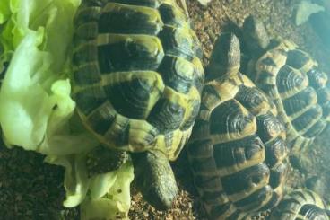 Turtles and Tortoises kaufen und verkaufen Photo: Griechische Schildkröten 