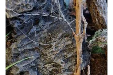 - bird spiders kaufen und verkaufen Photo: Vogelspinne - lasiodora parahybana - Weibchen 