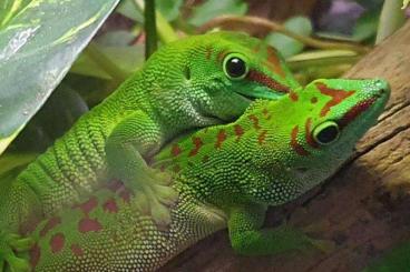 Geckos kaufen und verkaufen Foto: Madagaskar Taggecko Phelsum Grandis 29,-€