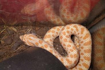 Snakes kaufen und verkaufen Photo: Hakennasennatter Weibchen Snakes kaufen und verkaufen Photo: Hakennasennatter Weibchen