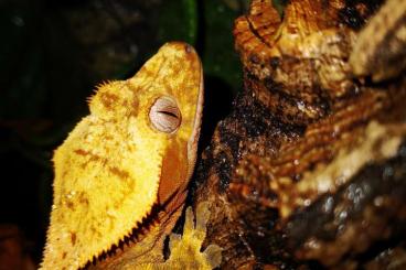 Geckos kaufen und verkaufen Foto: Kronengecko Männlich aus 2023 Geckos kaufen und verkaufen Foto: Kronengecko Männlich aus 2023