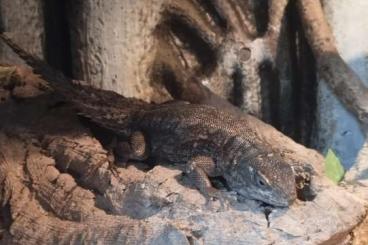 Lizards kaufen und verkaufen Photo: Suche Oplurus Cyclurus Weibchen 0.1  Madagaskar stachelschwanzleguan
