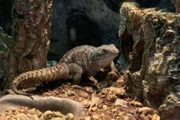 Echsen  kaufen und verkaufen Foto: Suche oplurus cyclurus 0.1 Weibchen / Madagaskar stachelschwanz