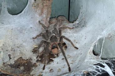 - bird spiders kaufen und verkaufen Photo: --- Verkaufe Vogelspinnen --- alle Männlich und adult