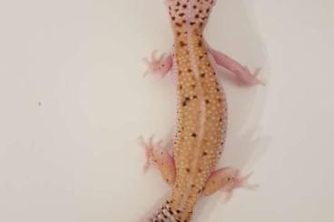 Geckos kaufen und verkaufen Foto: Leopardgeckos 4 Weibchen 5 Jahre alt