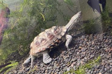 Schildkröten  kaufen und verkaufen Foto: Chinesische Dreikielschildkröte 