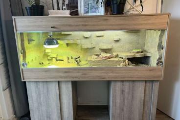 Bartagamen kaufen und verkaufen Foto: Bartagame und Terrarium mit Schrank