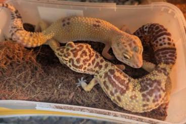 Geckos kaufen und verkaufen Foto: Leopardgeckos weiblich adult Geckos kaufen und verkaufen Foto: Leopardgeckos weiblich adult