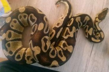 Pythons kaufen und verkaufen Photo: Zwei Königspython männlich und weiblich 