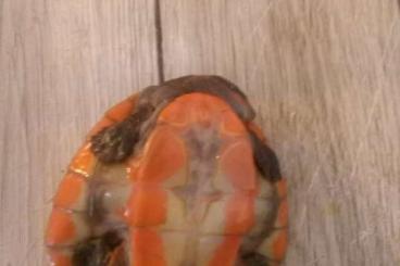 Turtles and Tortoises kaufen und verkaufen Photo: Rotbauch Spitzkopfschildkröte