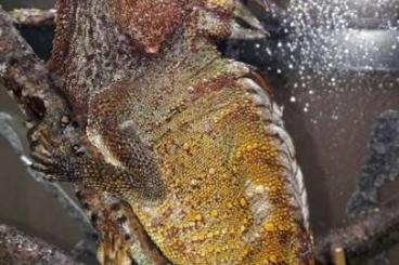 Echsen  kaufen und verkaufen Foto: Lophosaurus (Hypsilurus) dilophus RED