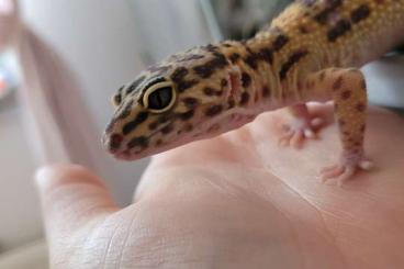 Geckos kaufen und verkaufen Photo: Verkaufe meinen Leopardgecko 