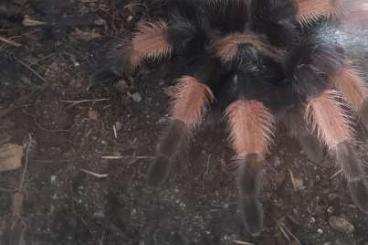 - bird spiders kaufen und verkaufen Photo: 2 Rotknievogelspinnen, Emilia, Beohmei
