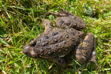 newts and salamanders kaufen und verkaufen Photo: Amphibians to sell - CB 2023/2024