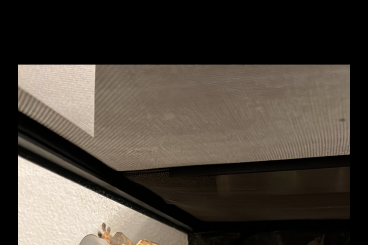 Geckos kaufen und verkaufen Photo: Kronengecko (w) / 1,5 Jahre Geckos kaufen und verkaufen Photo: Kronengecko (w) / 1,5 Jahre