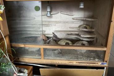 Enclosures kaufen und verkaufen Photo: Terrarium, gebaraucht, wegen Umzug zu verkaufen