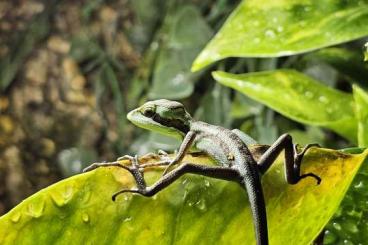 Lizards kaufen und verkaufen Photo: Laemanctus Longipes NZ 05/2025 Lizards kaufen und verkaufen Photo: Laemanctus Longipes NZ 05/2025