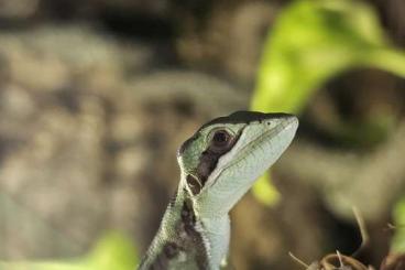 other lizards kaufen und verkaufen Photo: Laemanctus Longipes NZ 05/2025 other lizards kaufen und verkaufen Photo: Laemanctus Longipes NZ 05/2025