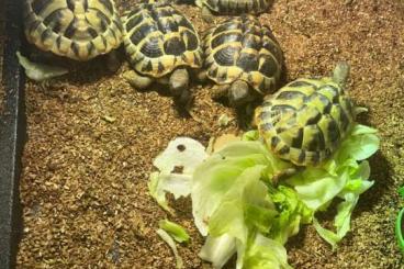 Landschildkröten kaufen und verkaufen Foto: Verkaufe Landschildkröten Griechische Landschildkröten (6 Stück)