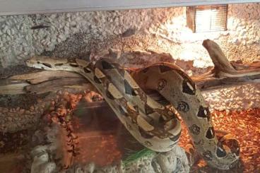 Boas kaufen und verkaufen Foto: Boa Constrictor Imperator 