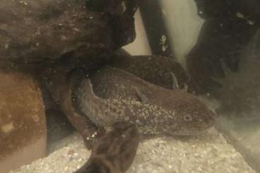Schwanzlurche kaufen und verkaufen Foto: Axolotl abzugeben Adult legend 