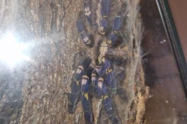 Vogelspinnen kaufen und verkaufen Foto: 2 Poecilotheria's - metallica & regalis